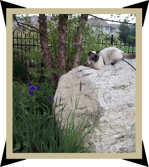 This big rock was in my backyard before we moved.